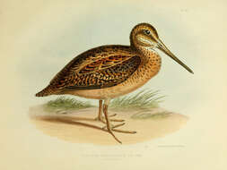 Image of Fuegian Snipe