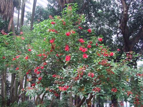 Image of Coral tree