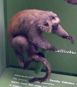 Callicebus Thomas 1903 resmi