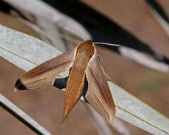 Image of Xylophanes Hübner (1819)