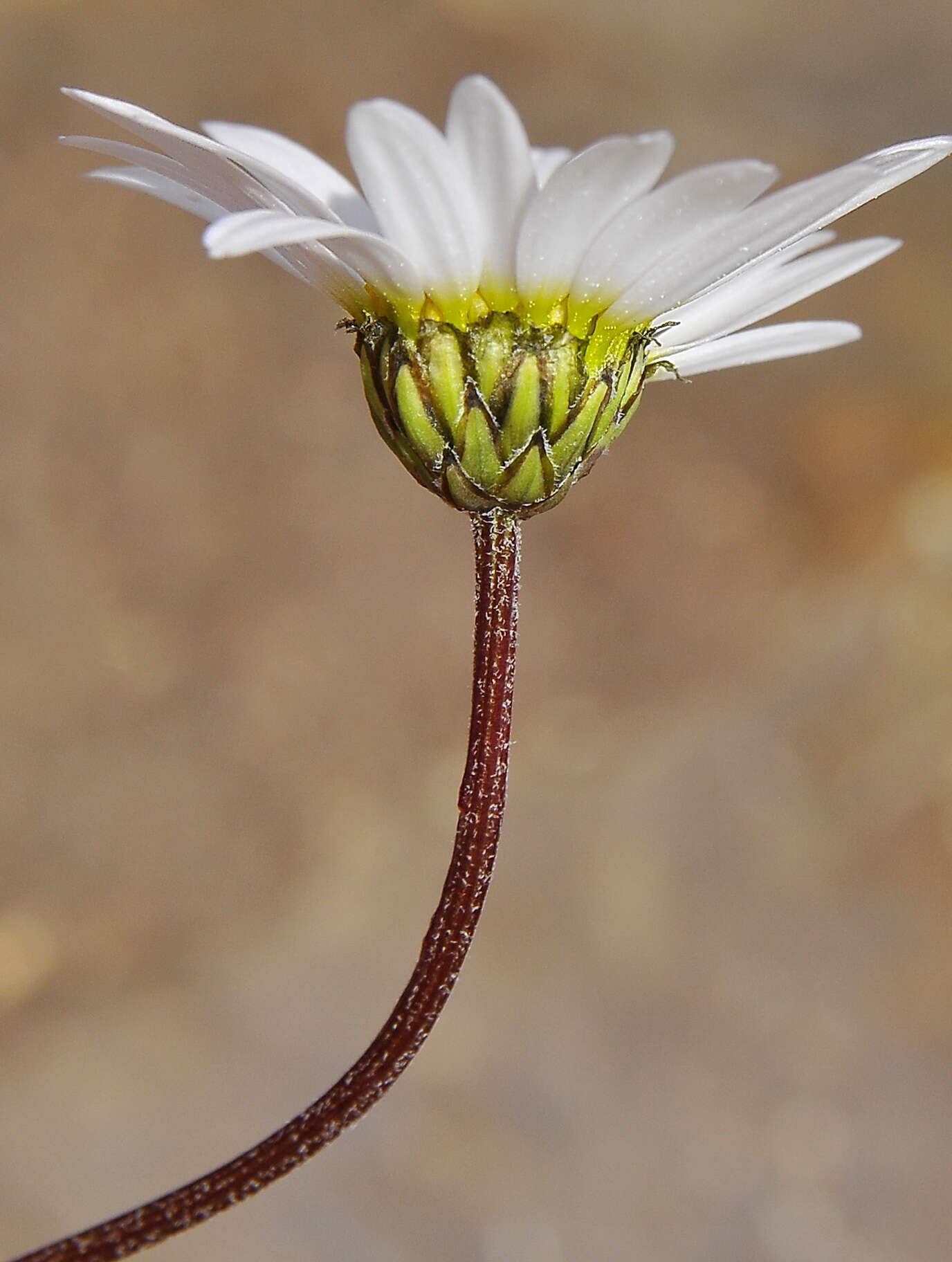 Слика од Leucanthemopsis alpina (L.) Heywood