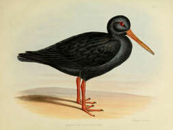 Image of oystercatchers