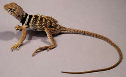 Image of leopard lizards