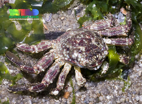 Image of scaly rock crab