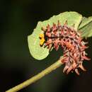 Image of Papilionidae