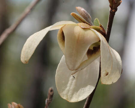 Image of netted pawpaw