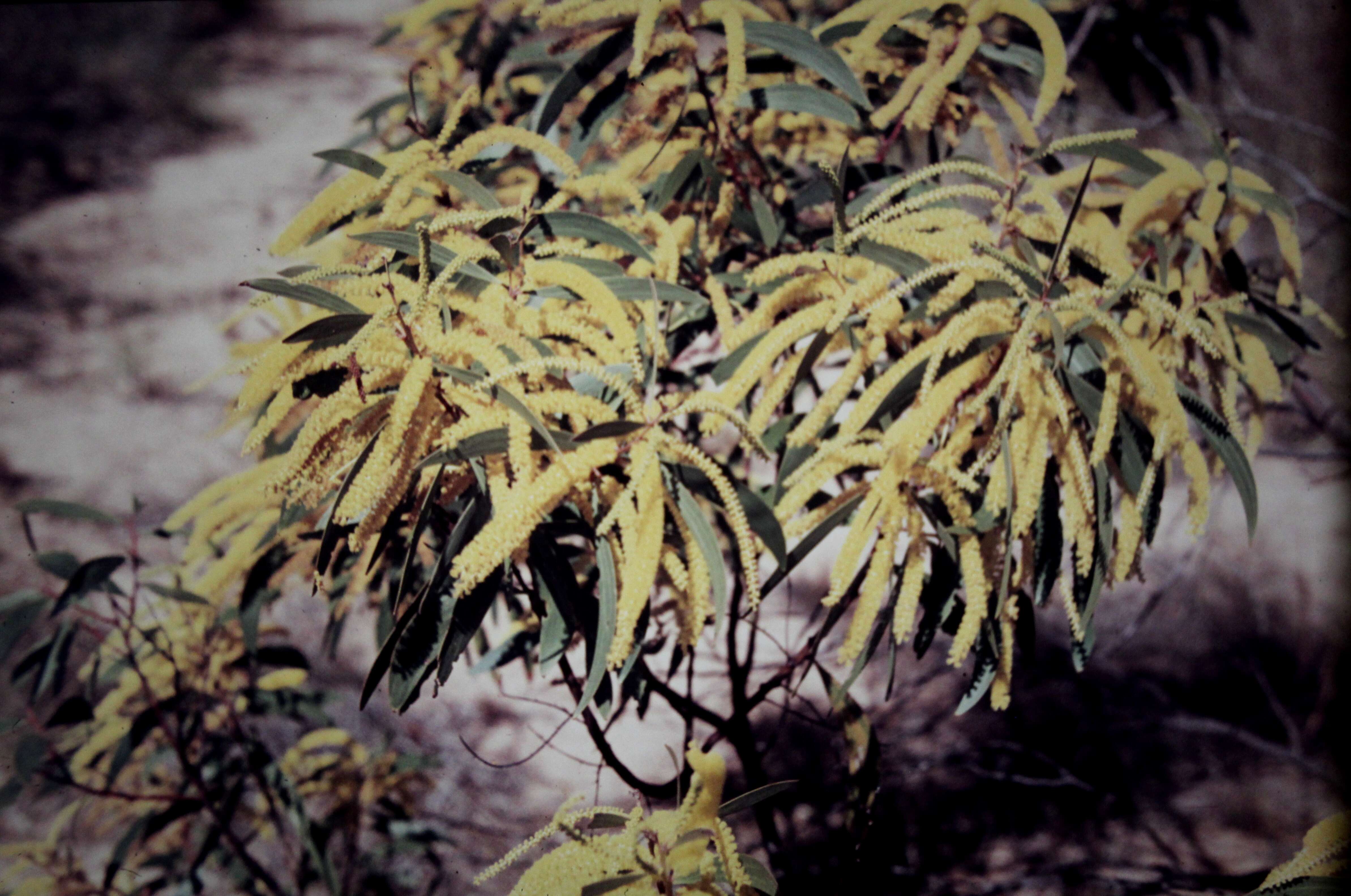 Слика од Acacia leiocalyx (Domin) Pedley