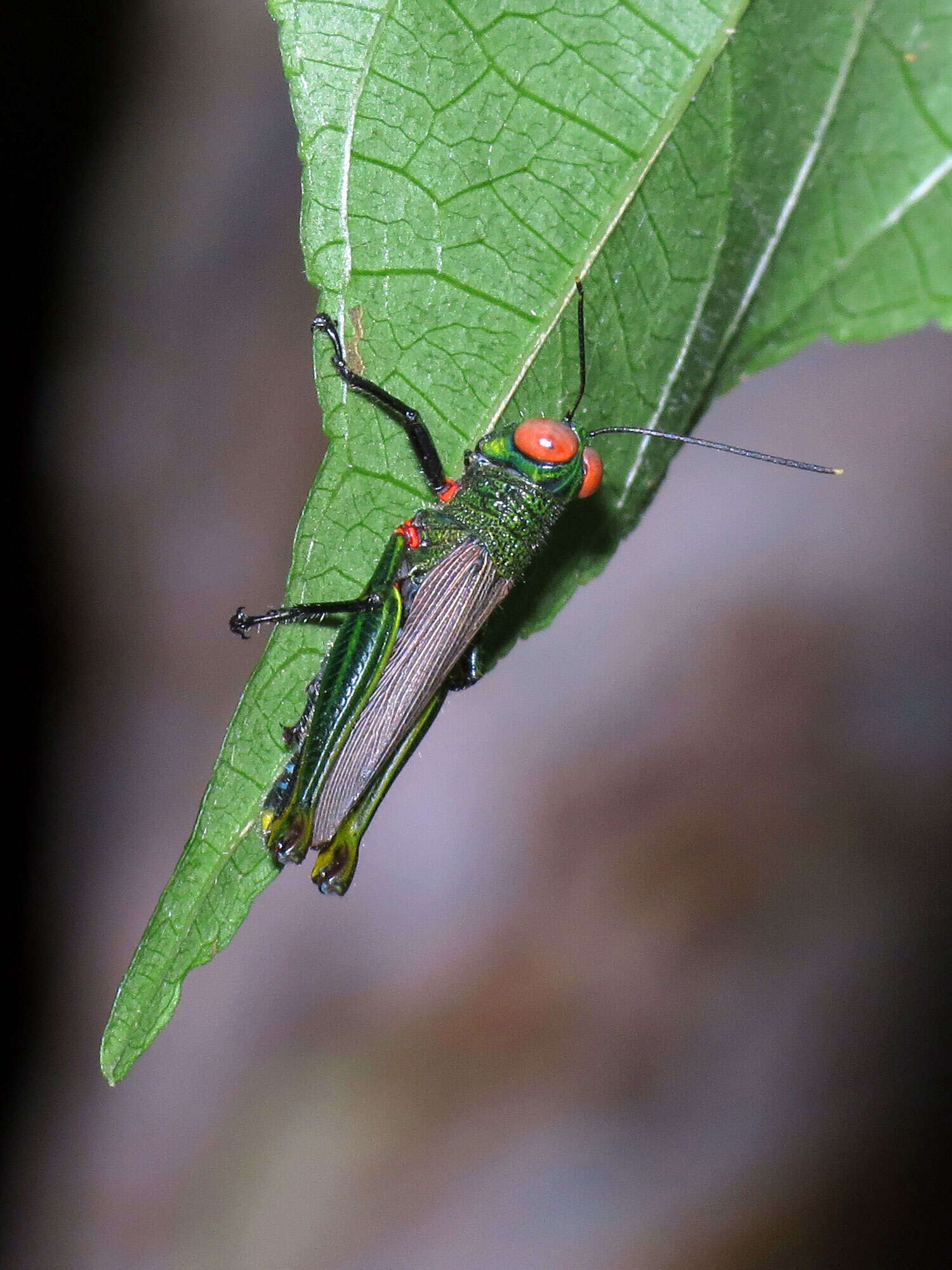 Coscineuta coxalis (Serville 1838)的圖片