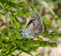 Imagem de Glaucopsyche melanops (Boisduval 1829)