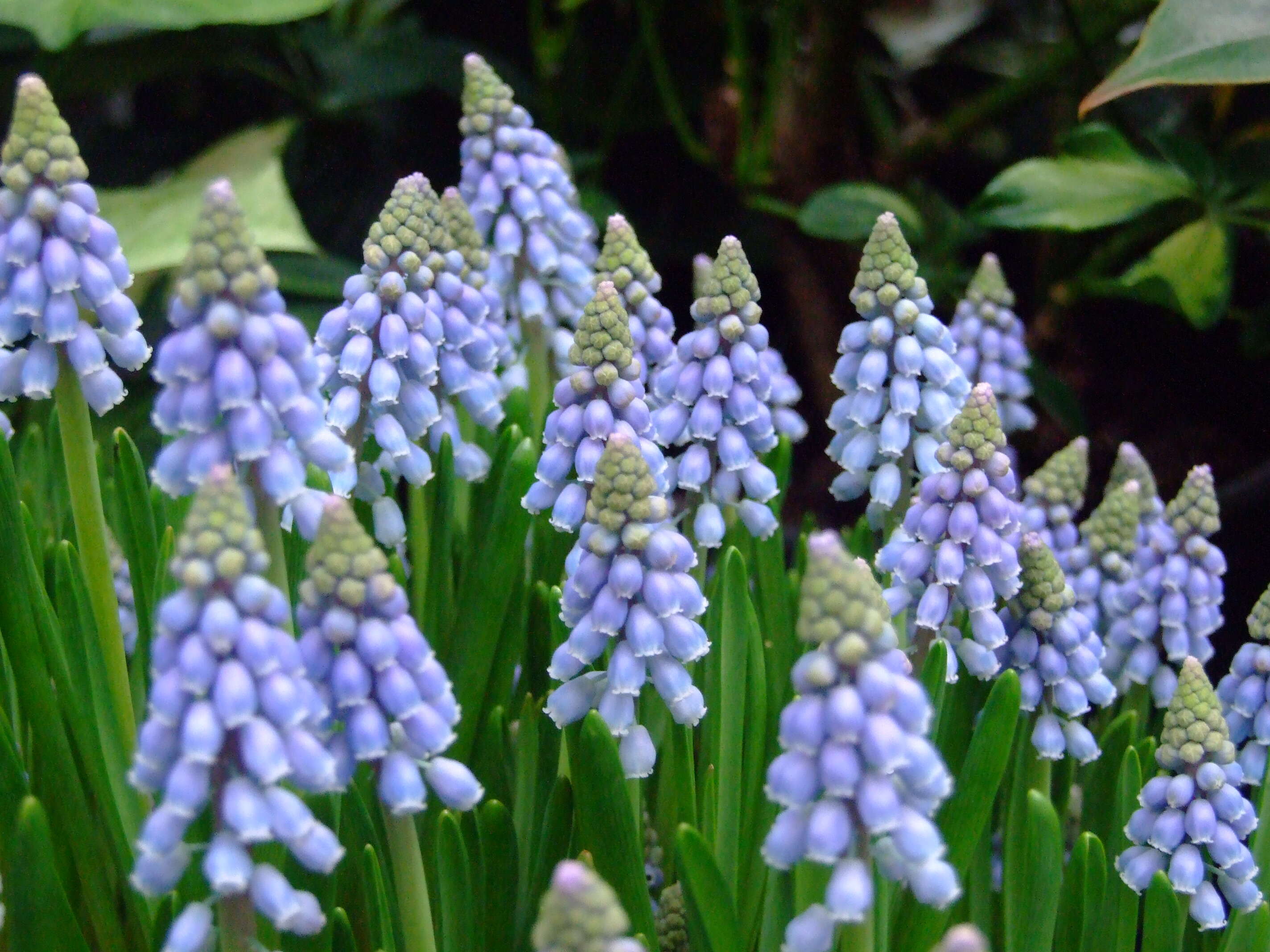 Image of common grape hyacinth