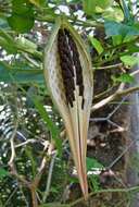 Image de Oxypetalum harleyi (Fontella & Goyder) Farin.