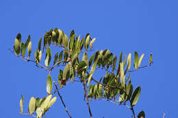 Image of laurel greenbrier