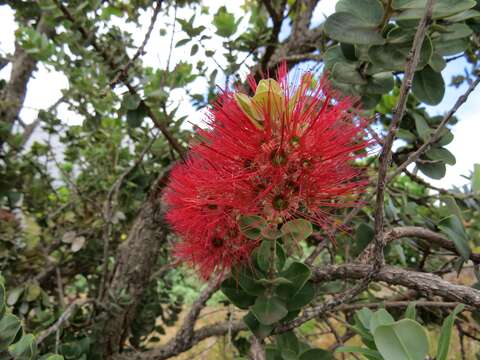 Image of 'ohi'a lehua