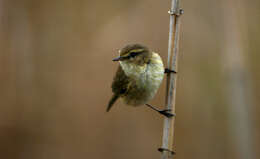 Image of Phylloscopidae