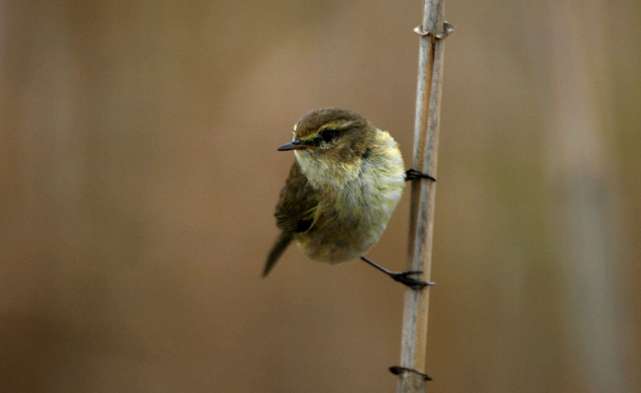 Image of Common Chiffchaff