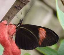 Image of Heliconius melpomene Linnaeus 1758