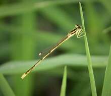 Image of forktail