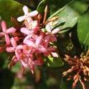 صورة Ixora longistipula Merr.