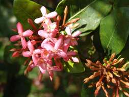 Image of ixora