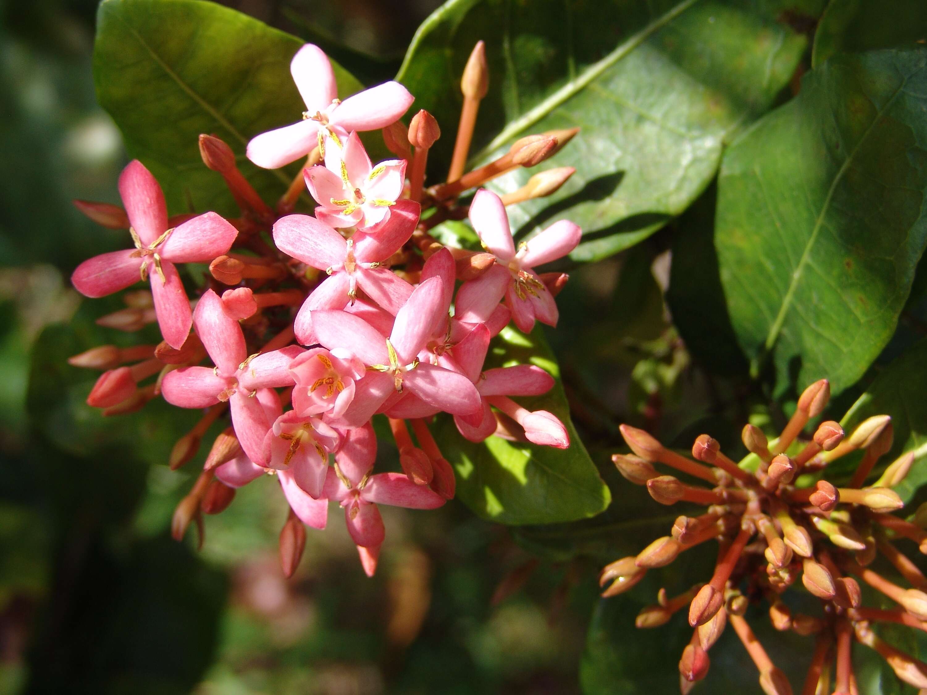 Image of Ixora longistipula Merr.