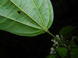 Image of Pleuranthodendron