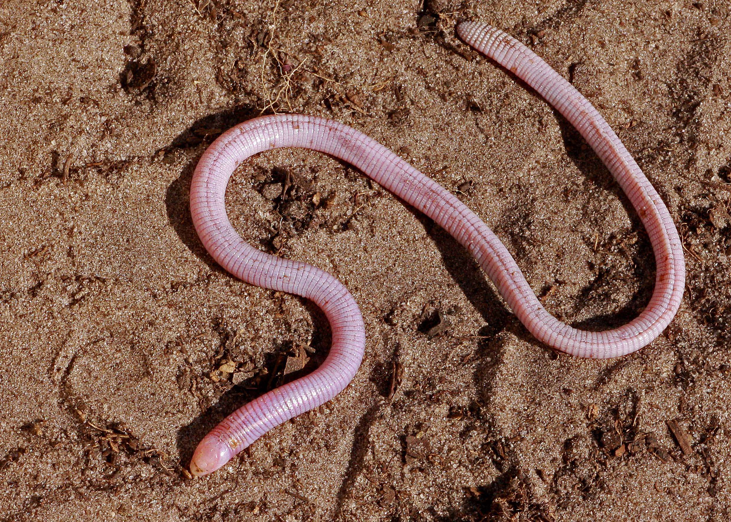 Image of North American worm lizards