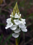 Image of Surrounded column orchid