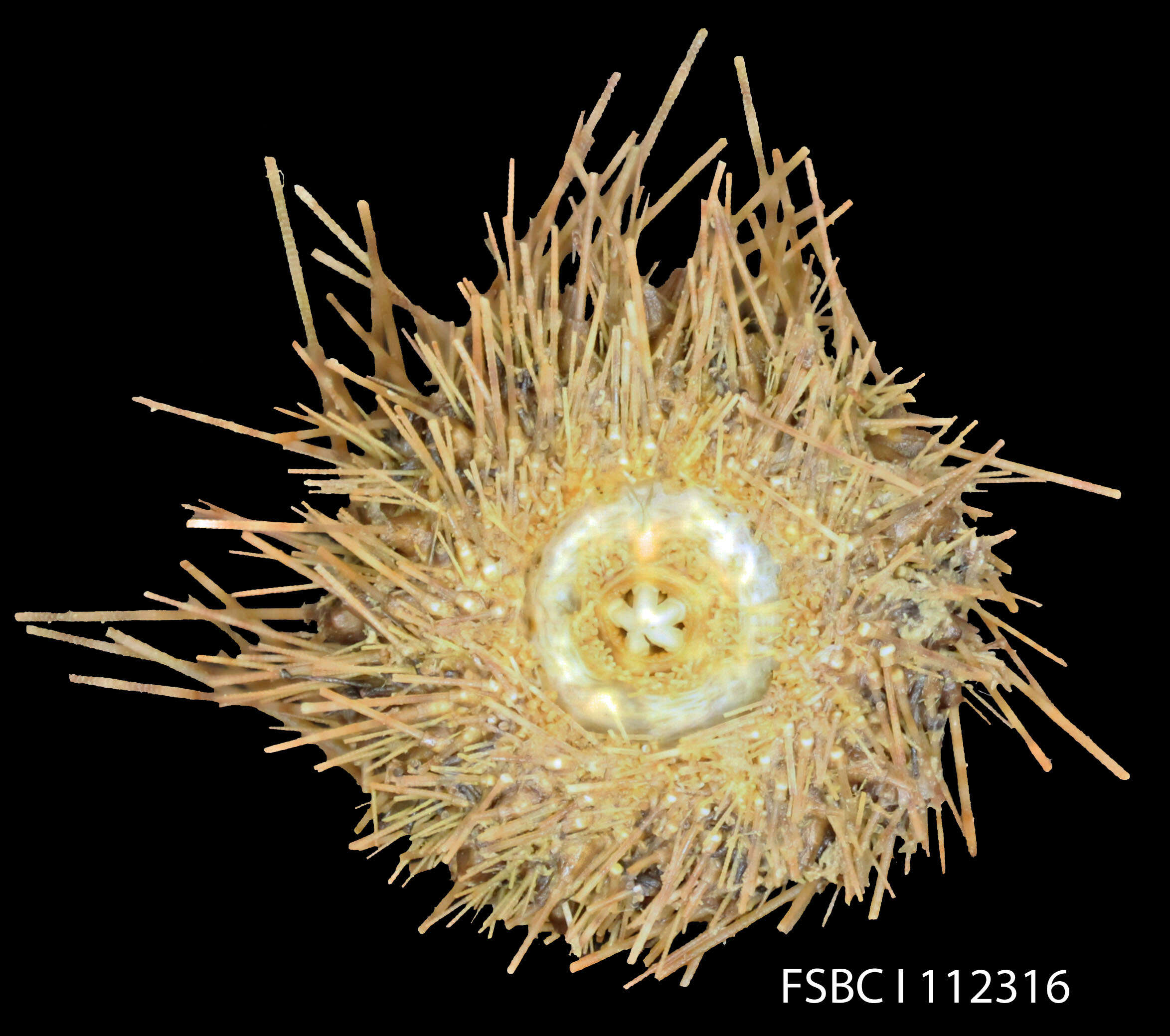 Sivun Acroechinoidea Smith 1981 kuva