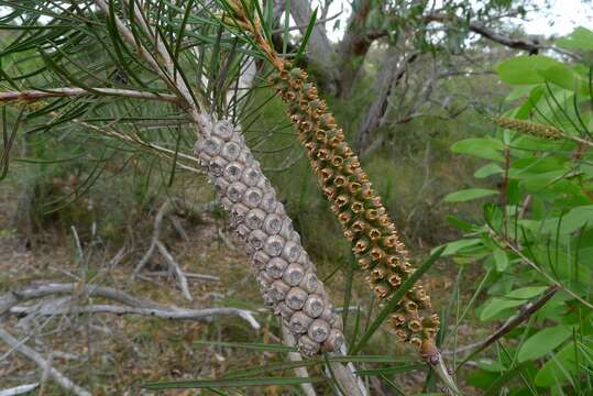 صورة Callistemon linearis (Schrad. & Wendl.) Colv. ex Sweet