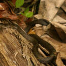 صورة Magliophis exiguum (Cope 1863)