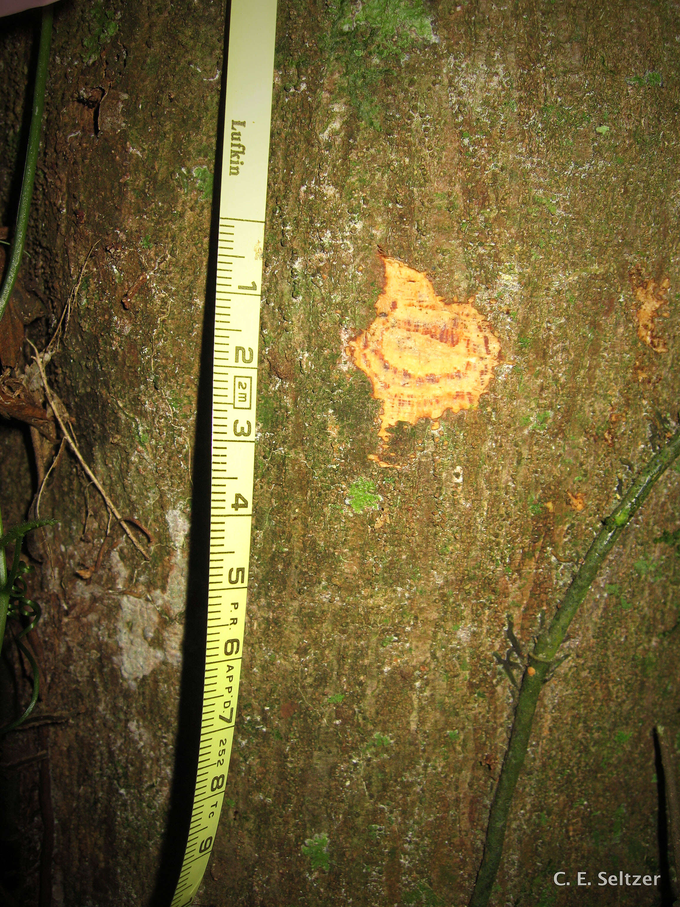 Image of Red-fruited white-stinkwood