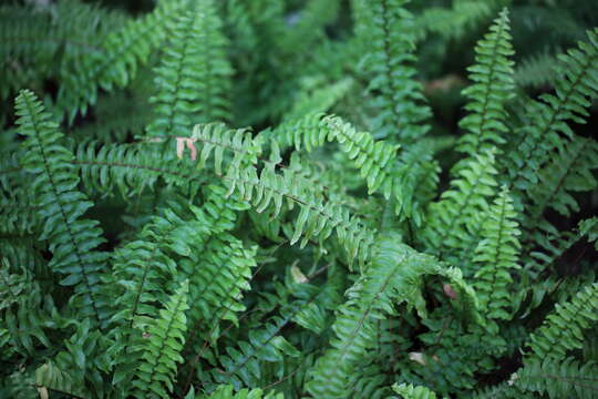 Image of sword ferns