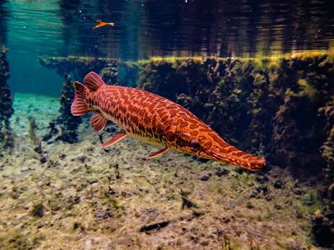 Image of Florida Gar