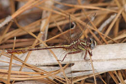 Image of Cypress Clubtail