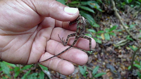 Image of Ihering's Fathead Anole