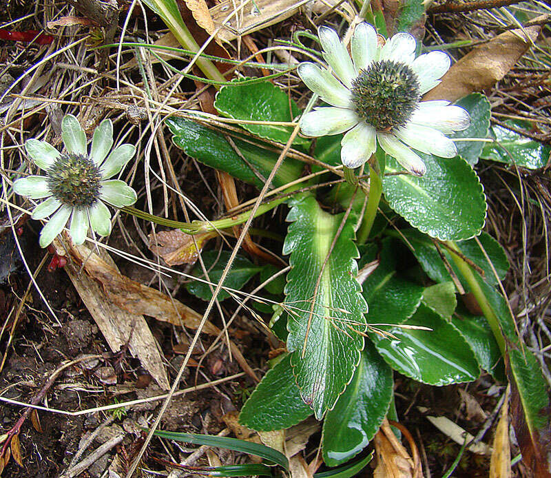 Imagem de Eryngium humile Cav.