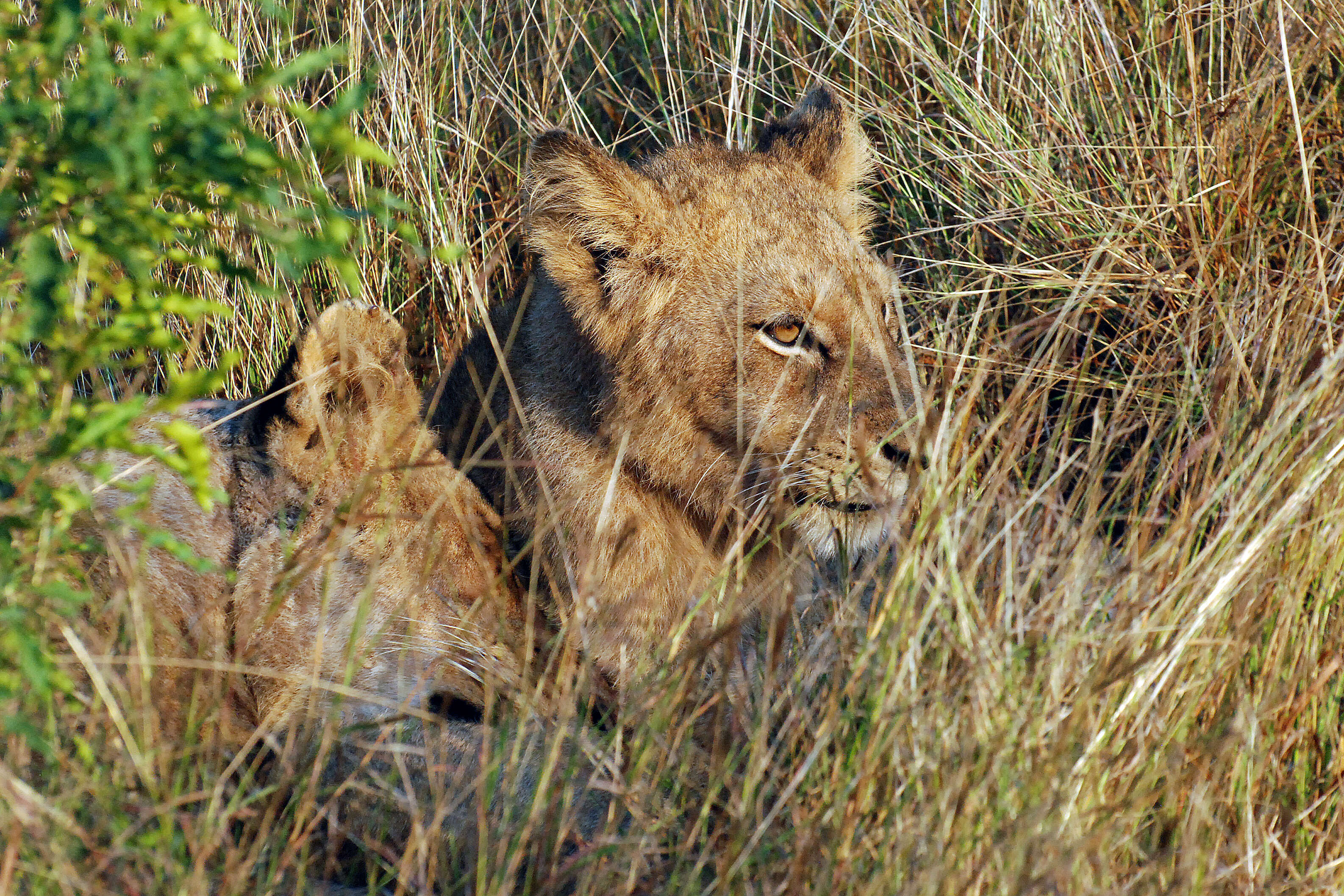 Image of big cats