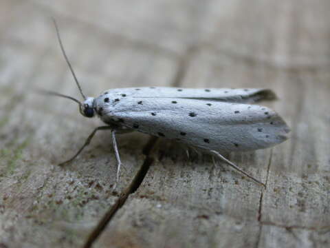 Image of Ermine moth