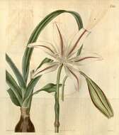 Imagem de Amaryllidaceae