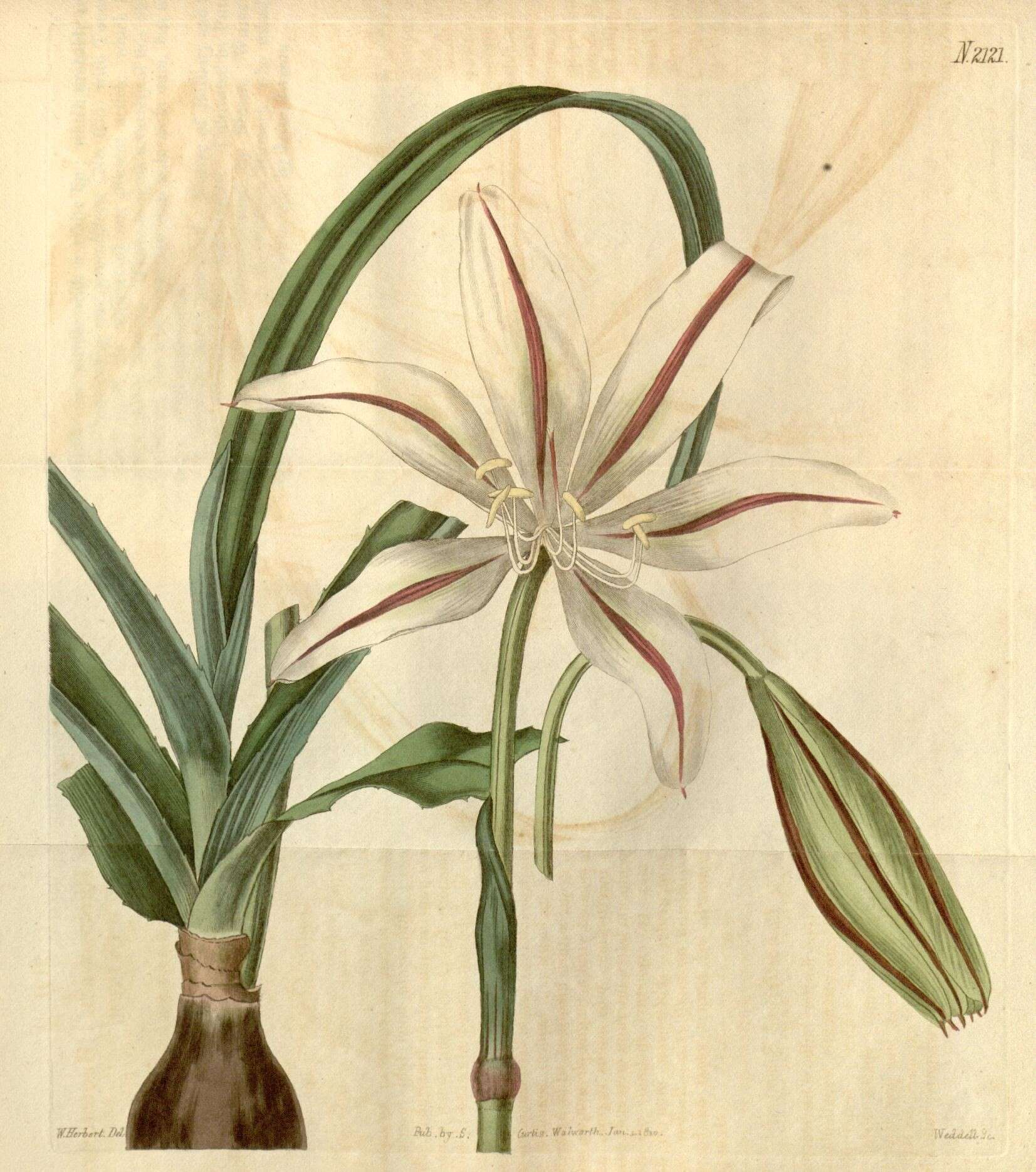 Imagem de Amaryllidaceae