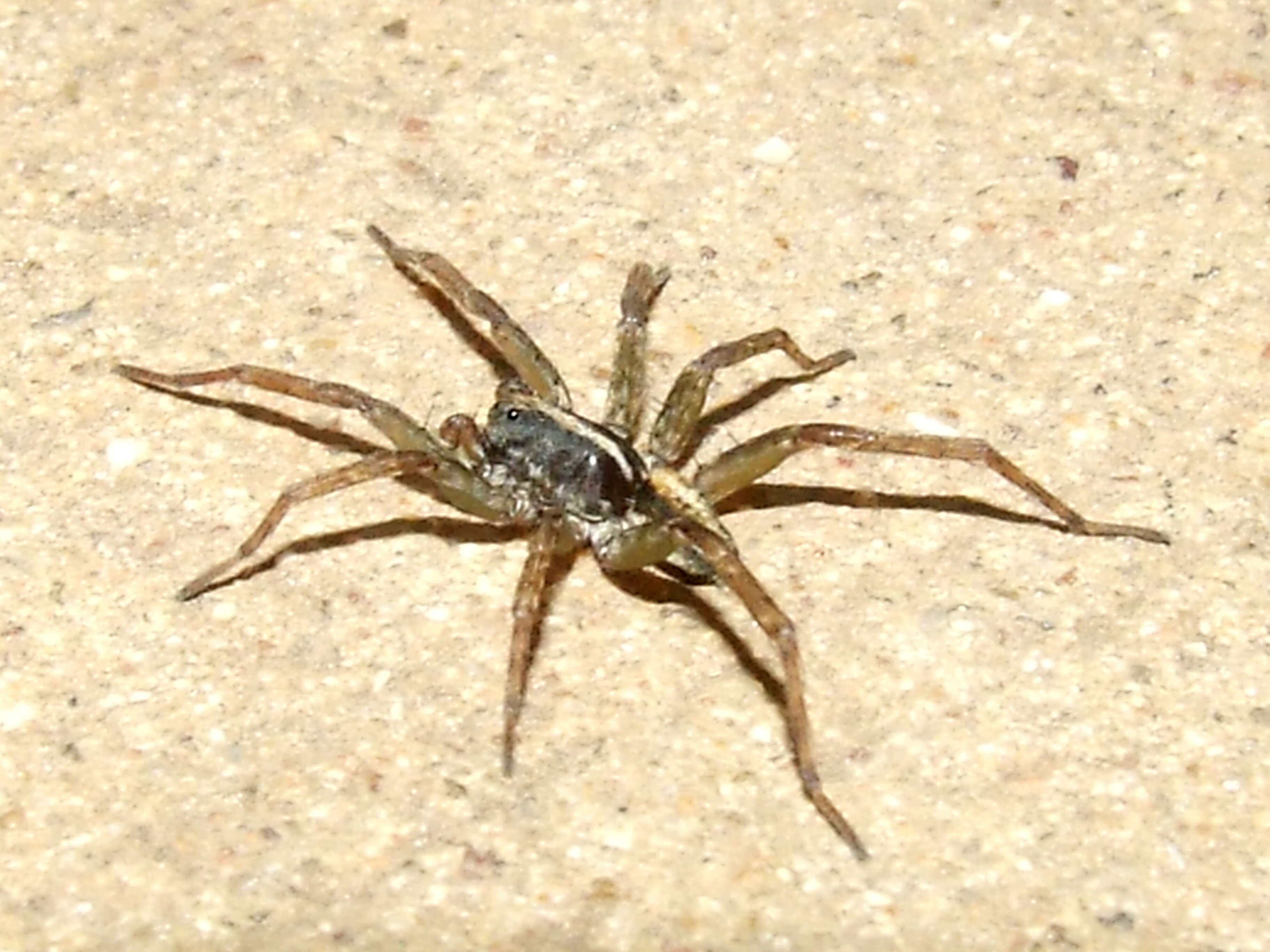 Imagem de Lycosidae