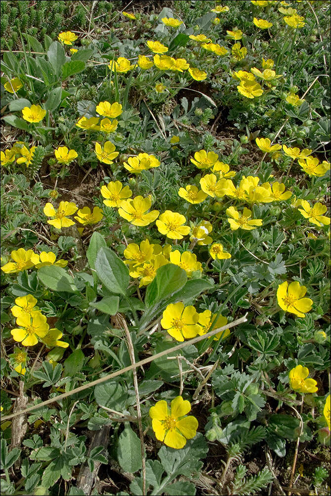 Image of Potentilla tommasiniana F. Schultz