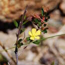 Image of Hibbertia appressa H. R. Toelken