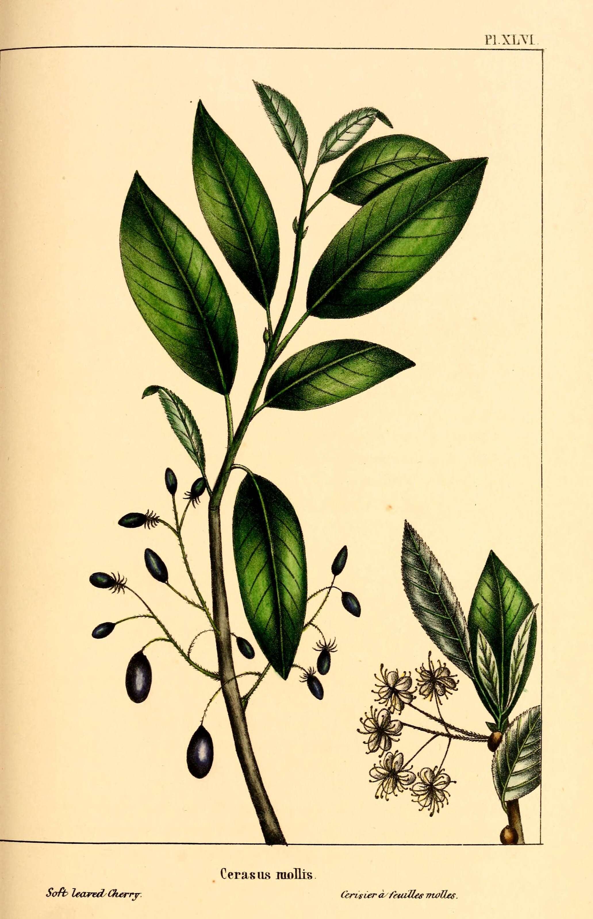 Image de Prunus emarginata (Dougl. ex Hook.) Walp.