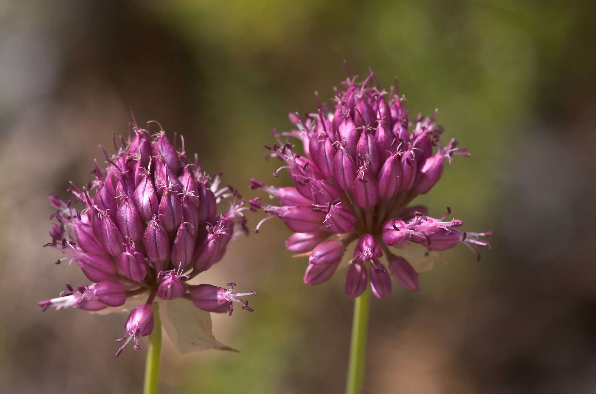 Image of Drumstick Onion