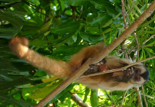 Image of Azaras’s Capuchin