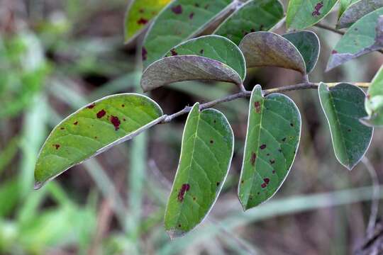 Connarus suberosus Planch.的圖片