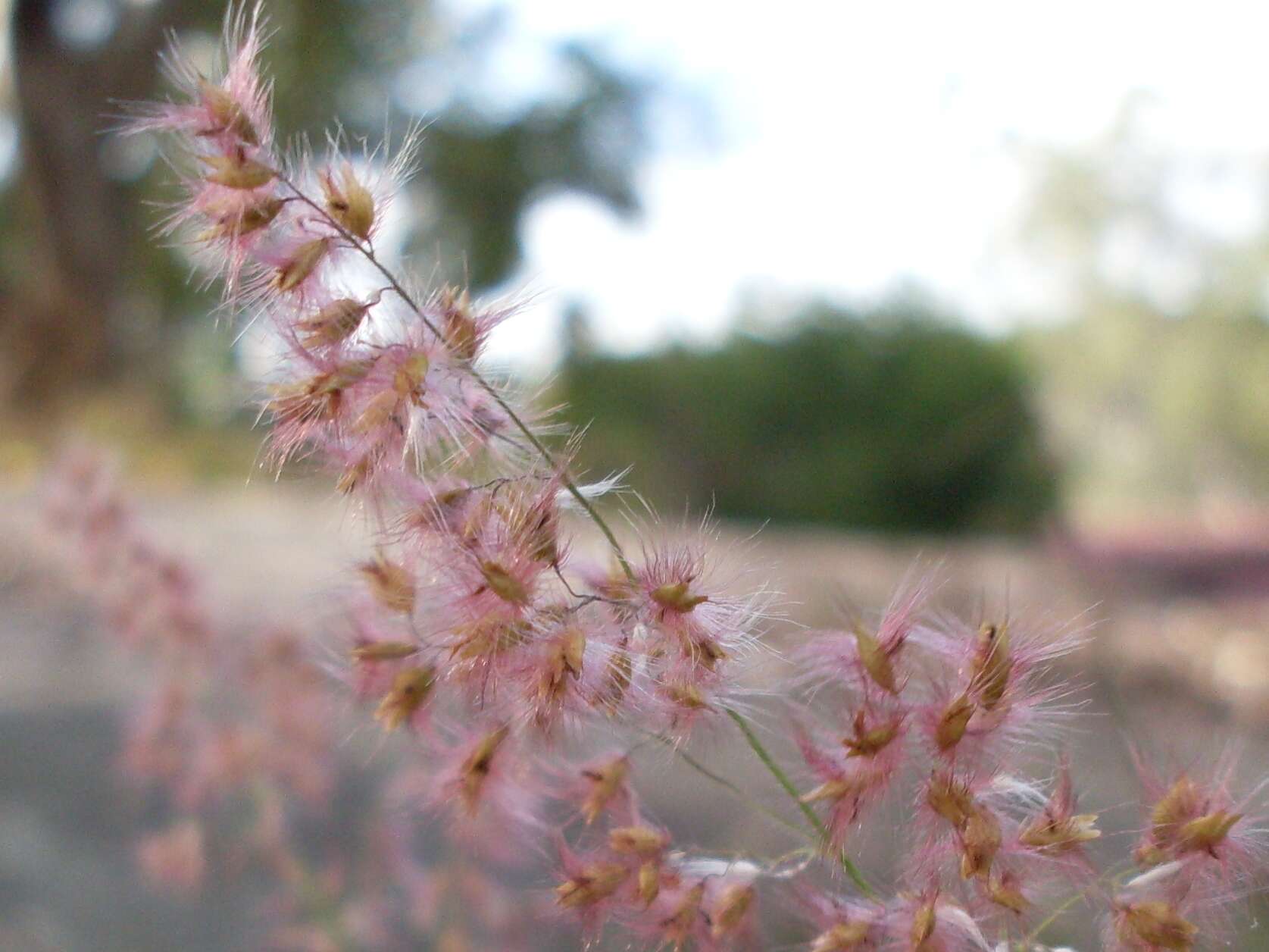 Image of Creeping Molasses Grass