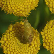 Image of Megalocoleus