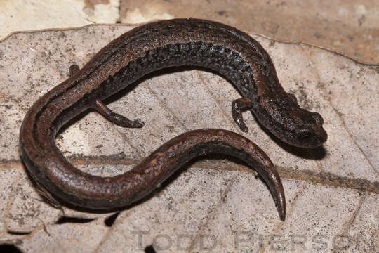 Image of California Slender Salamander